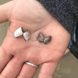 Meet your Posher, Siben